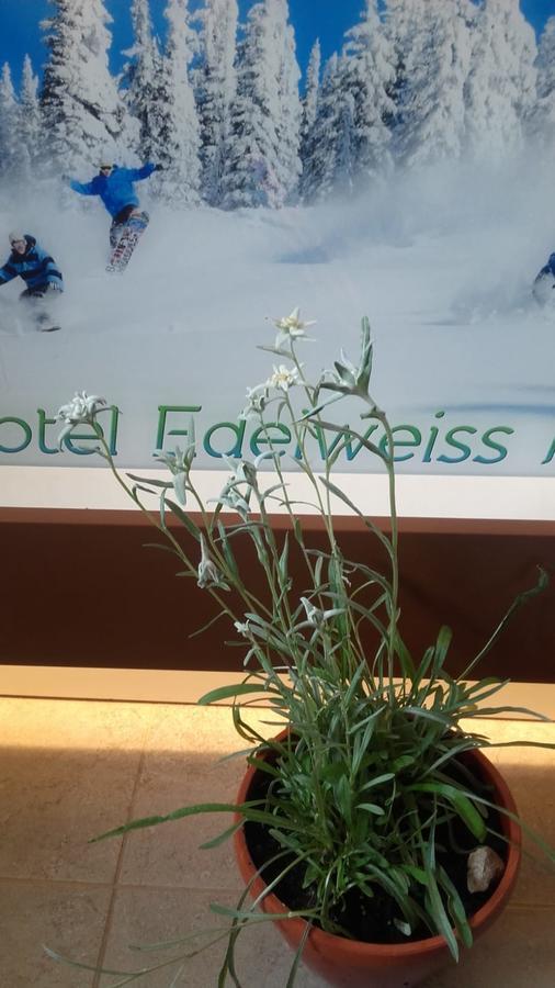 Vila Edelweiss Hotel Predeal Exterior photo